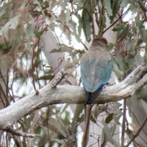 Eurystomus orientalis at Wallaroo, NSW - 28 Oct 2016 08:13 AM