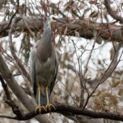 Egretta novaehollandiae (White-faced Heron) at Wallaroo, NSW - 28 Oct 2016 by CedricBear