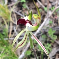 Caladenia atrovespa (Green-comb Spider Orchid) at Bruce, ACT - 25 Oct 2016 by NickiTaws