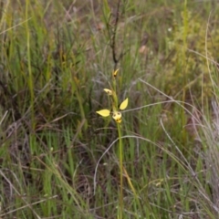 Diuris sulphurea (Tiger Orchid) at Murrumbateman, NSW - 28 Oct 2016 by SallyandPeter