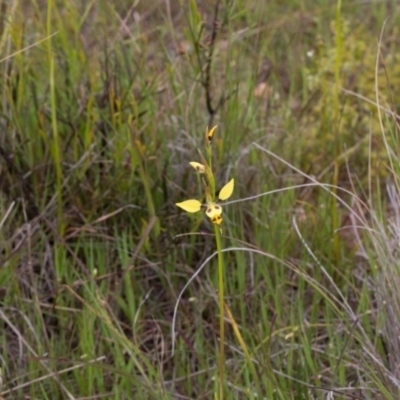 Diuris sulphurea (Tiger Orchid) at Murrumbateman, NSW - 28 Oct 2016 by SallyandPeter