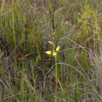 Diuris sulphurea (Tiger Orchid) at Murrumbateman, NSW - 27 Oct 2016 by SallyandPeter