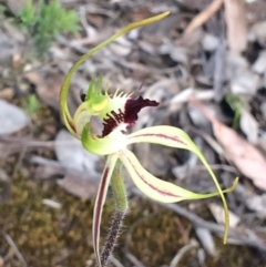 Caladenia atrovespa (Green-comb Spider Orchid) at Cook, ACT - 23 Oct 2016 by NickiTaws