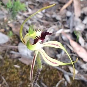 Caladenia atrovespa at Cook, ACT - 23 Oct 2016