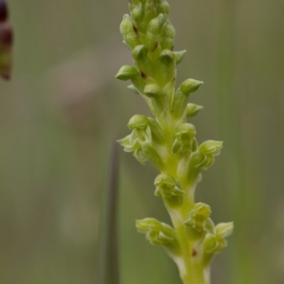 Microtis sp. (Onion Orchid) at Murrumbateman, NSW - 28 Oct 2016 by SallyandPeter