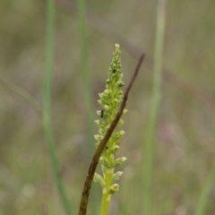 Microtis sp. at Murrumbateman, NSW - 28 Oct 2016