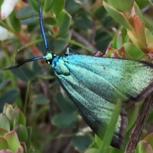 Pollanisus viridipulverulenta at Googong, NSW - 28 Oct 2016