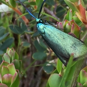 Pollanisus viridipulverulenta at Googong, NSW - 28 Oct 2016