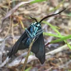 Pollanisus viridipulverulenta at Googong, NSW - 28 Oct 2016