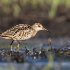 Calidris acuminata (Sharp-tailed Sandpiper) at Pambula, NSW - 27 Oct 2016 by Leo