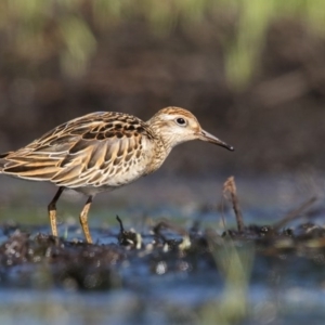 Calidris acuminata at Pambula, NSW - 28 Oct 2016