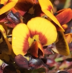 Daviesia mimosoides (Bitter Pea) at QPRC LGA - 28 Oct 2016 by Wandiyali