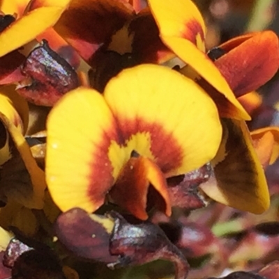 Daviesia mimosoides (Bitter Pea) at Jerrabomberra, NSW - 28 Oct 2016 by Wandiyali