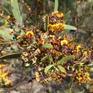 Daviesia mimosoides at Jerrabomberra, NSW - 28 Oct 2016 02:53 PM