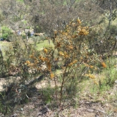 Daviesia mimosoides at Jerrabomberra, NSW - 28 Oct 2016