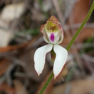 Caladenia moschata at Acton, ACT - 28 Oct 2016