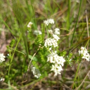 Asperula conferta at Acton, ACT - 27 Oct 2016