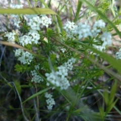 Asperula conferta at Acton, ACT - 27 Oct 2016