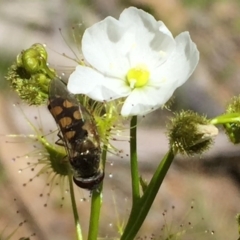 Drosera gunniana (Pale Sundew) at QPRC LGA - 28 Oct 2016 by Wandiyali