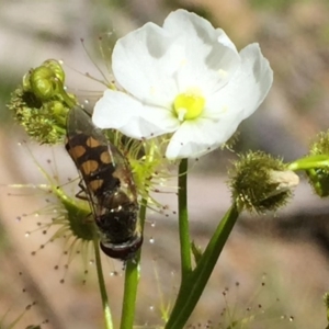 Drosera gunniana at Jerrabomberra, NSW - 28 Oct 2016 04:10 PM