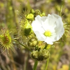 Drosera gunniana at Jerrabomberra, NSW - 28 Oct 2016 04:10 PM