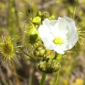 Drosera gunniana at Jerrabomberra, NSW - 28 Oct 2016 04:10 PM