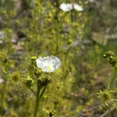 Drosera gunniana at Jerrabomberra, NSW - 28 Oct 2016 04:10 PM