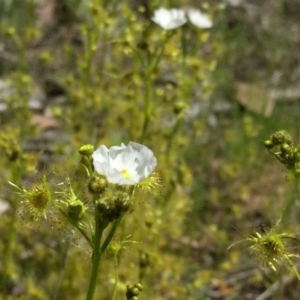 Drosera gunniana at Jerrabomberra, NSW - 28 Oct 2016 04:10 PM