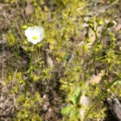 Drosera gunniana at Jerrabomberra, NSW - 28 Oct 2016 04:10 PM