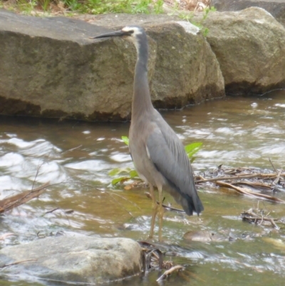 Egretta novaehollandiae (White-faced Heron) at Mount Ainslie to Black Mountain - 28 Oct 2016 by JanetRussell