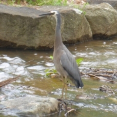 Egretta novaehollandiae (White-faced Heron) at Commonwealth & Kings Parks - 28 Oct 2016 by JanetRussell