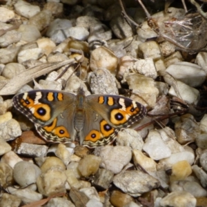 Junonia villida at Aranda, ACT - 27 Feb 2015