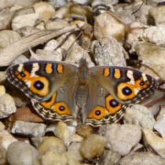 Junonia villida at Aranda, ACT - 27 Feb 2015