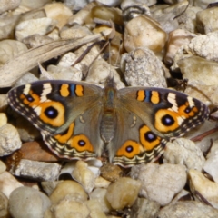 Junonia villida at Aranda, ACT - 27 Feb 2015 12:00 AM