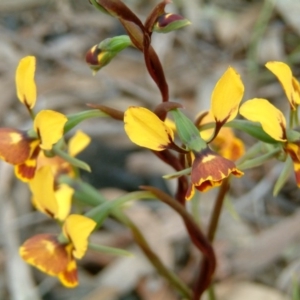 Diuris semilunulata at Farrer Ridge - suppressed