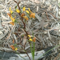 Diuris semilunulata at Farrer Ridge - suppressed