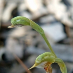 Oligochaetochilus aciculiformis (Needle-point rustyhood) at Farrer Ridge - 28 Oct 2016 by julielindner