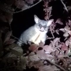 Trichosurus vulpecula (Common Brushtail Possum) at Macquarie, ACT - 27 Oct 2016 by NathanaelC