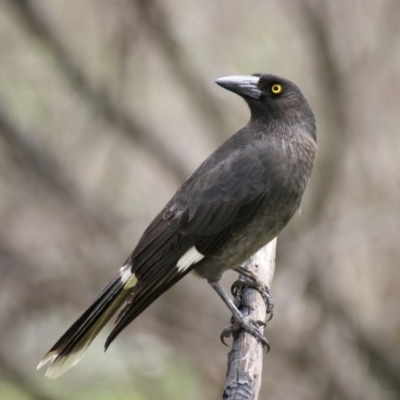 Strepera graculina (Pied Currawong) at Garran, ACT - 21 Oct 2016 by roymcd