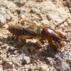 Gryllotalpa nitidula (Mole Cricket) at Red Hill Nature Reserve - 17 Oct 2016 by roymcd