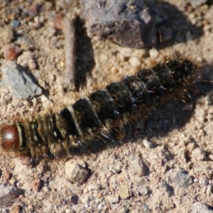 Pterolocera undescribed species at Garran, ACT - 18 Oct 2016 09:49 AM