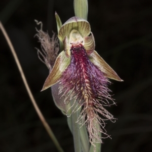 Calochilus platychilus at Acton, ACT - suppressed