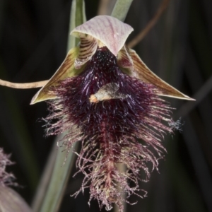 Calochilus platychilus at Acton, ACT - suppressed