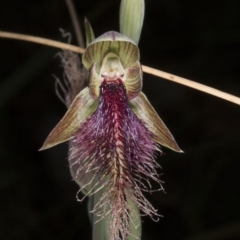 Calochilus platychilus at Acton, ACT - 28 Oct 2016