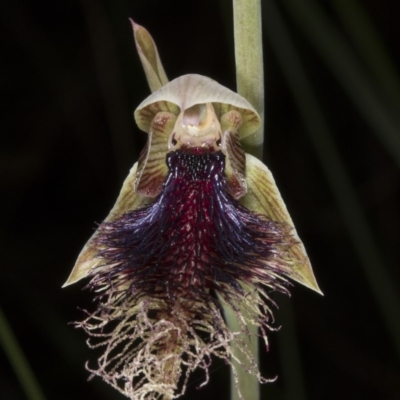 Calochilus platychilus (Purple Beard Orchid) at Point 38 - 28 Oct 2016 by DerekC