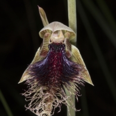 Calochilus platychilus (Purple beard orchid) at Point 38 - 28 Oct 2016 by DerekC