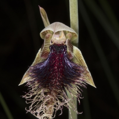 Calochilus platychilus (Purple Beard Orchid) at Acton, ACT - 28 Oct 2016 by DerekC