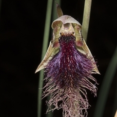 Calochilus platychilus at Undefined Area - suppressed
