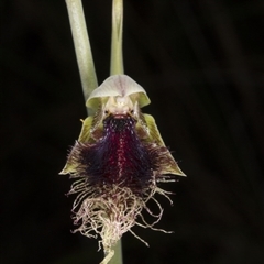 Calochilus platychilus at Undefined Area - suppressed