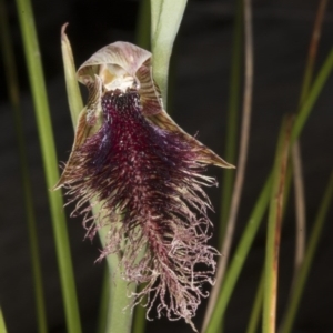 Calochilus platychilus at Acton, ACT - 28 Oct 2016